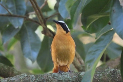 Cossypha heuglini heuglini