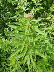 Eupatorium cannabinum