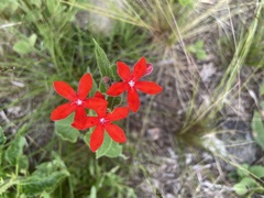 Oxypetalum coccineum