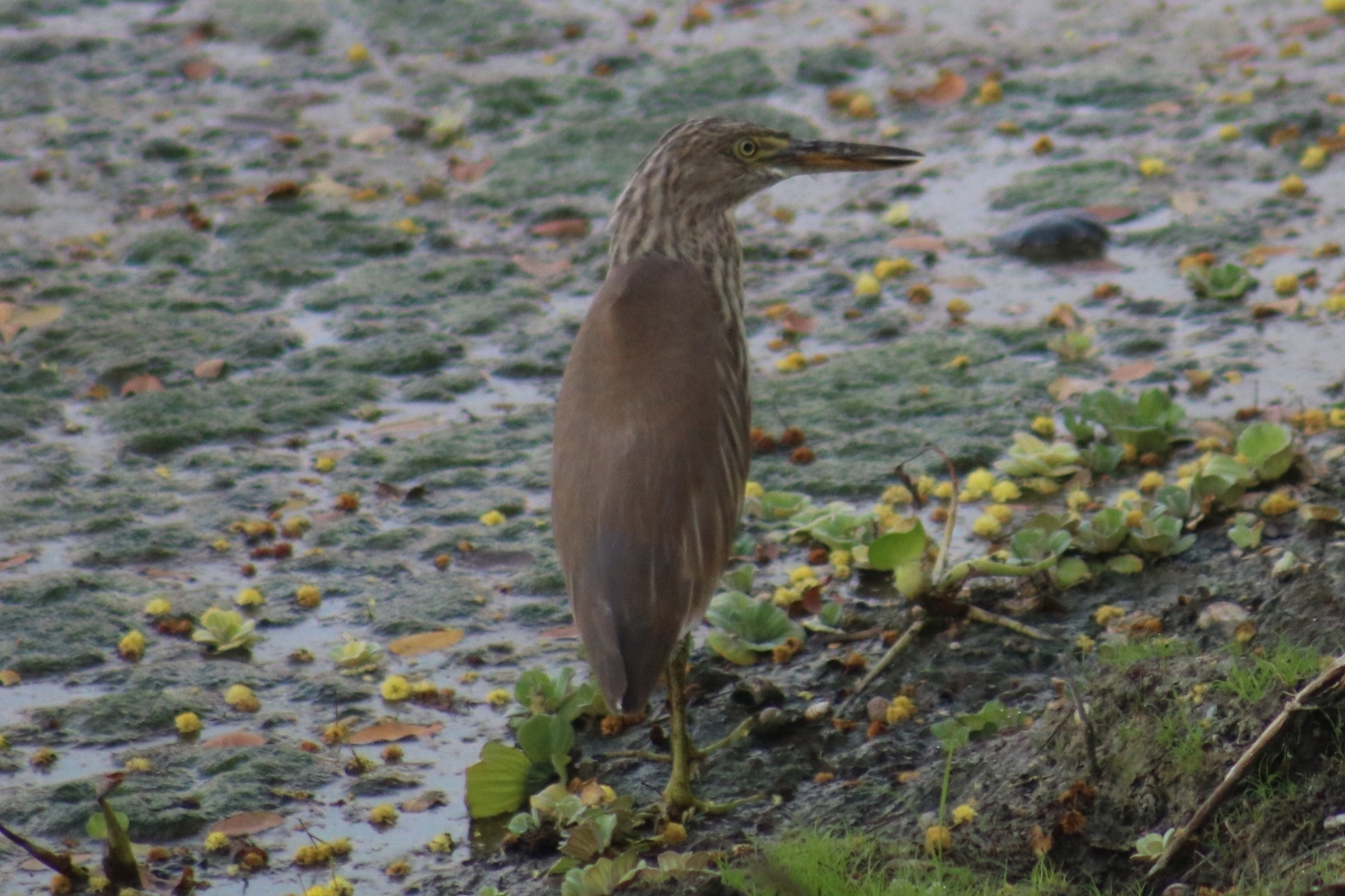 Indian Pond Heron