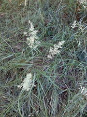 Calamagrostis epigejos