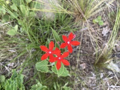 Oxypetalum coccineum