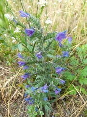 Echium vulgare