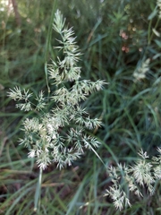 Calamagrostis epigejos