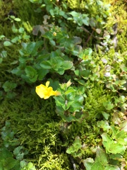 Erythranthe michiganensis