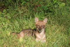 Canis aureus indicus