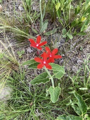 Oxypetalum coccineum