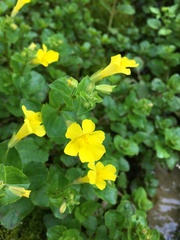 Erythranthe michiganensis