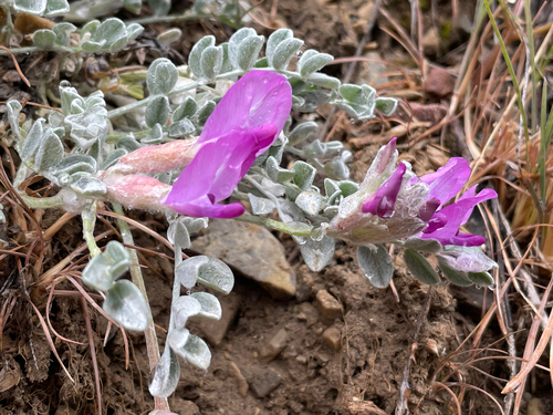 Utah Milkvetch
