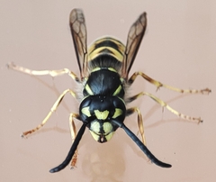 Vespidae