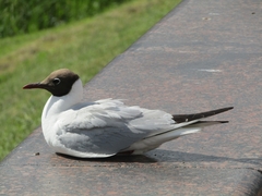 Chroicocephalus ridibundus