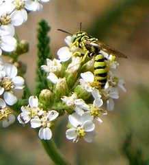 Philanthus multimaculatus
