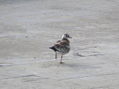 Chroicocephalus ridibundus