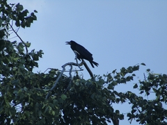 Corvus frugilegus