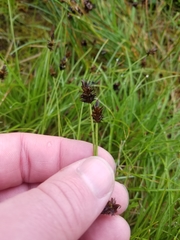 Carex nigricans