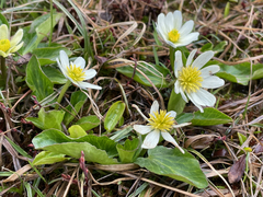 Caltha chionophila