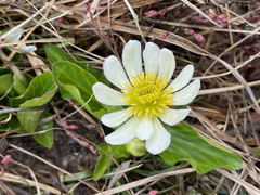 Caltha chionophila