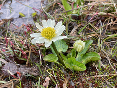 Caltha chionophila