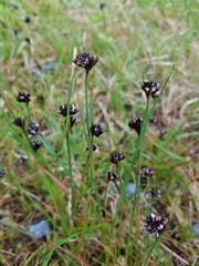 Juncus mertensianus