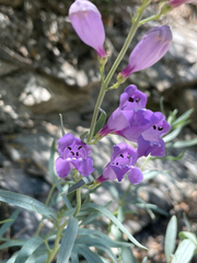 Penstemon sepalulus