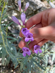 Penstemon sepalulus