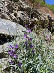 Penstemon sepalulus