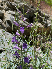 Penstemon sepalulus