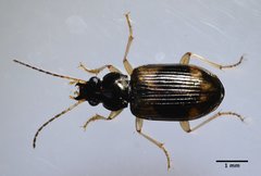 Bembidion transversale