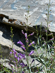 Penstemon sepalulus