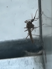 Culiseta longiareolata