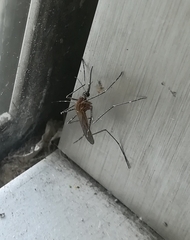 Culiseta longiareolata