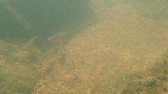 Notropis lutipinnis