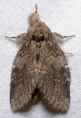 Peridea angulosa