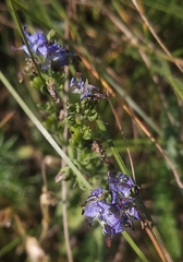 Veronica spicata