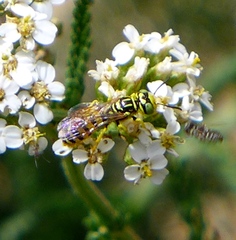 Philanthus multimaculatus