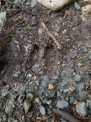 Odocoileus hemionus sitkensis