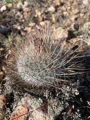 Echinofossulocactus ochoterenaus