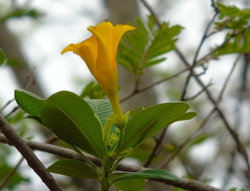 Cascabela ovata