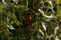 Cossypha heuglini heuglini