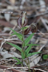 Pterostylis arbuscula