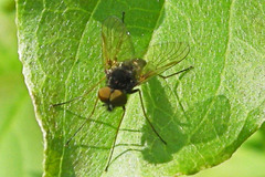 Chrysopilus proximus