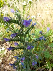 Echium vulgare
