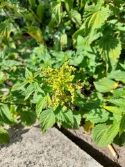 Urtica dioica