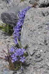 Campanula cenisia