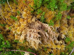 Sphagnum teres