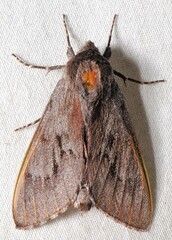 Lapara coniferarum