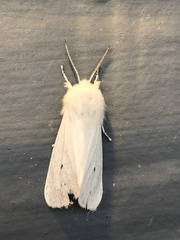 Spilosoma vestalis