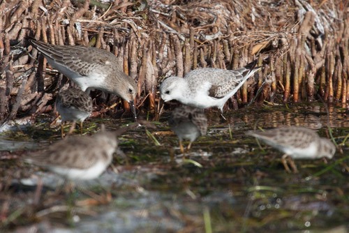 Calidris alpina