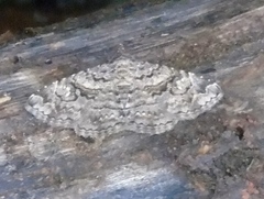 Ophiusini