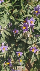 Solanum elaeagnifolium